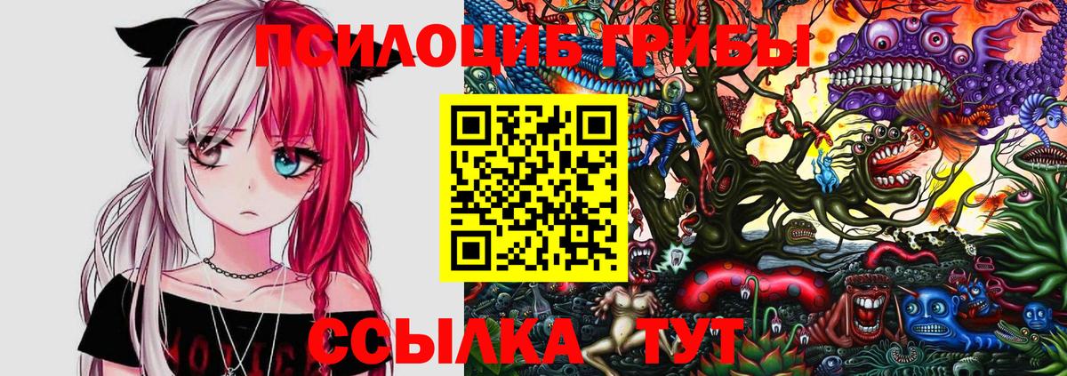 Псилоцибиновые грибы Psilocybe Великий Новгород